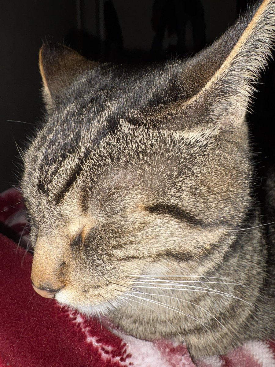 𝘦𝘮⁷ 𝜗𝜚˚⋆ tweet media