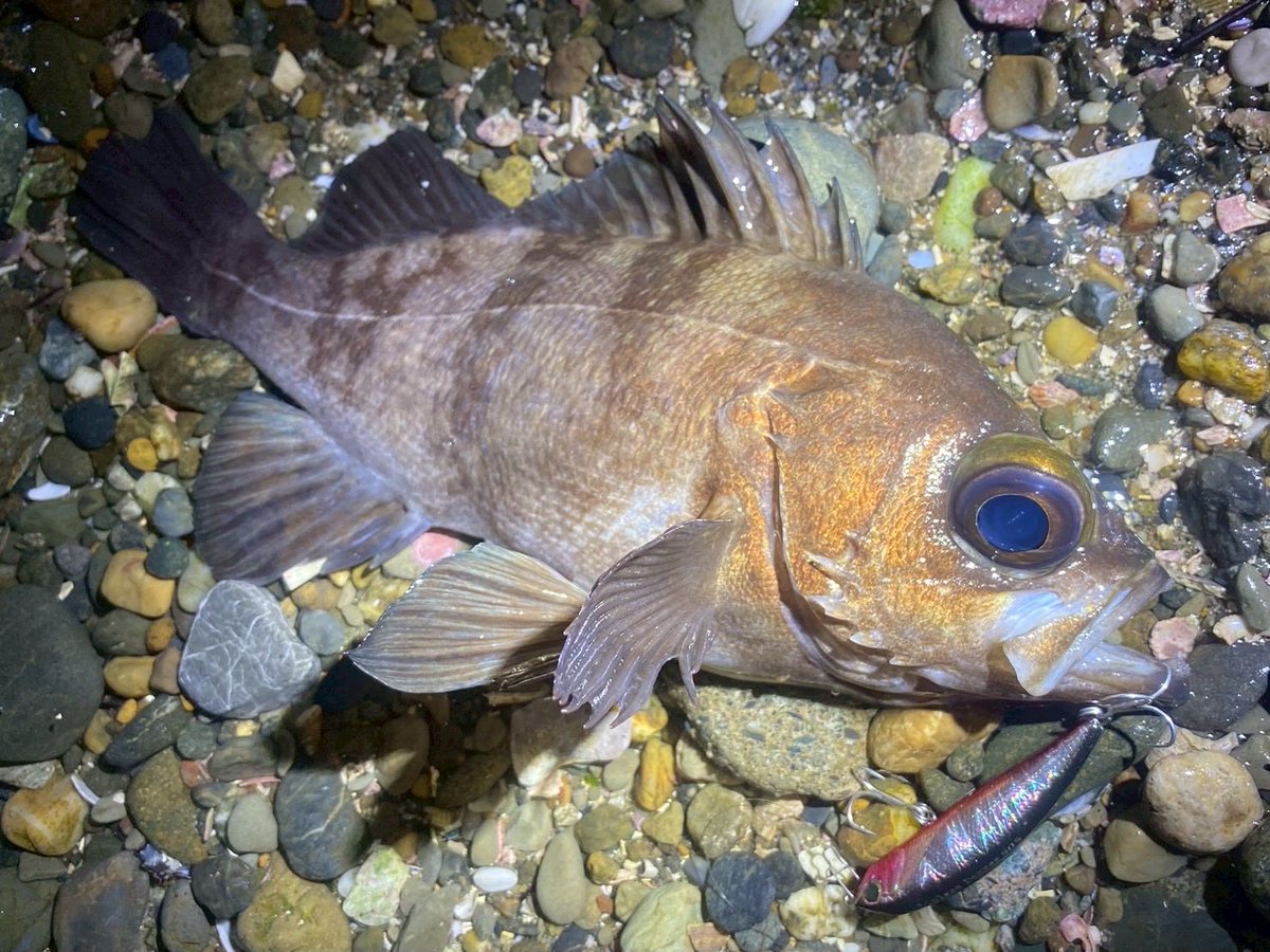 palms_global's tweet photo. Light Game Fishing with Lipless Degree in Japan 🇯🇵
Rod: Pinwheel 77L
Lure: Lipless Degree
#palmsfishing #lightgame @palms_japan https://t.co/e3BOEb6yRQ