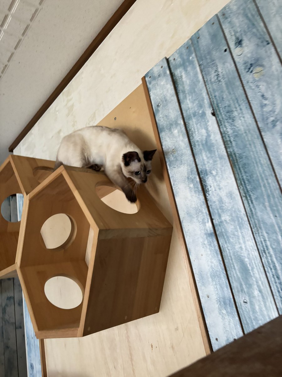 nekojarasi17's tweet photo. ゆうげちゃん2kg突破✨
高い所に登って→猫じゃらしで遊ぶまで回復🐾
お薬もカプセルへ💊
ここまで本当によく頑張りました。
これからも見守っていただけたら嬉しいです☺️
#cureFIP https://t.co/esCFXcgqAj