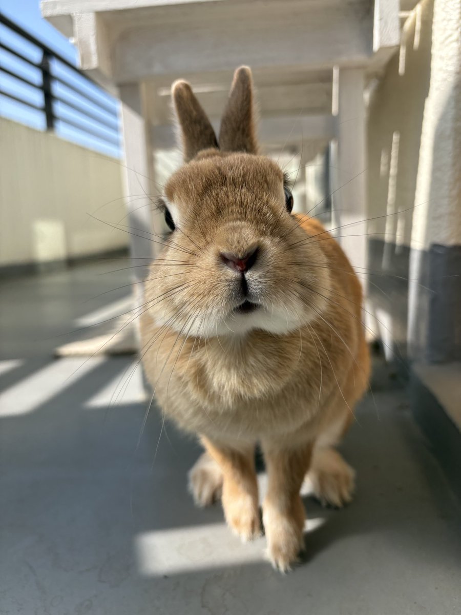 ごま🐰(飼い主:あるじ) tweet media
