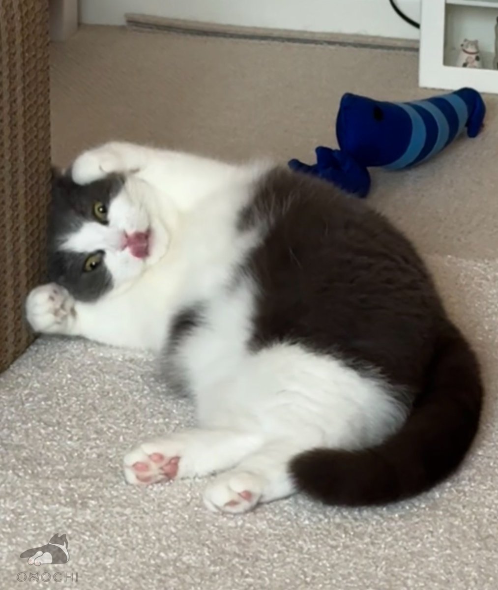 おもち tweet media