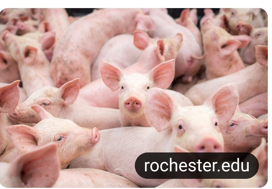 Jason Lee C. tweet media