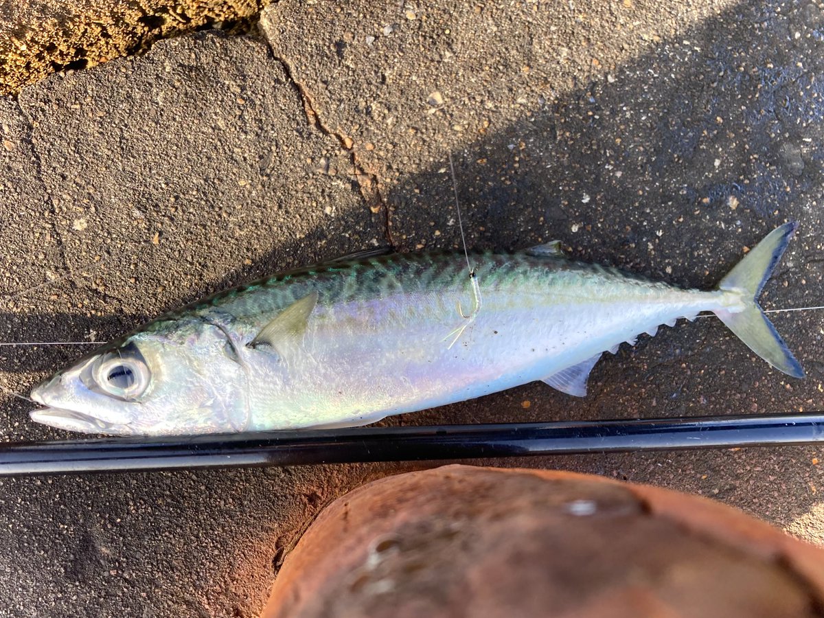 釣れない猫 tweet media