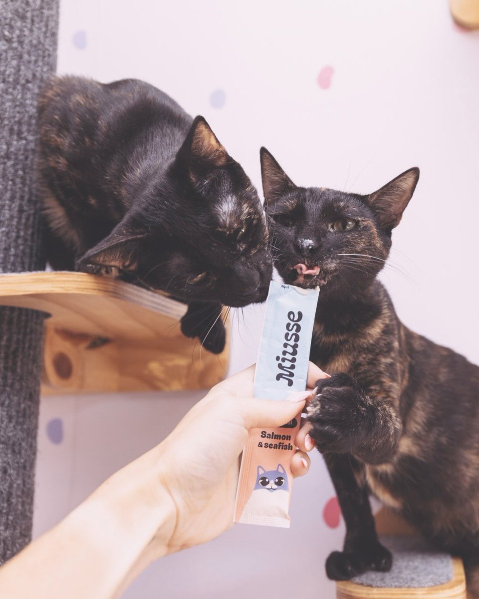 Adoptamiu tweet media