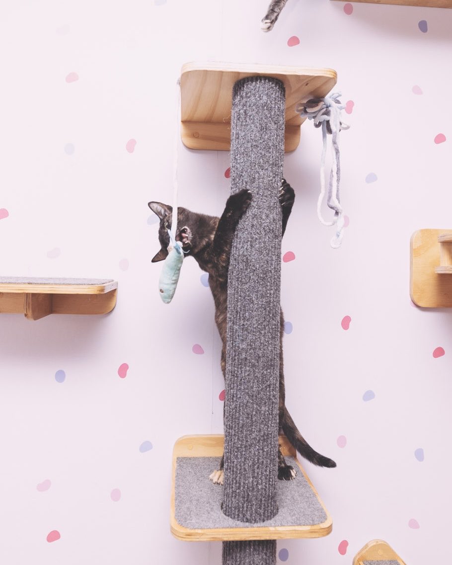 Adoptamiu tweet media