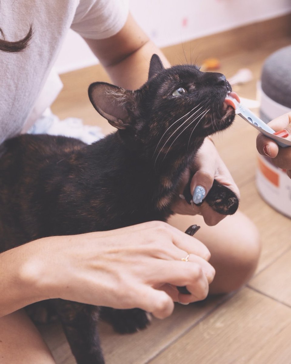 Adoptamiu tweet media