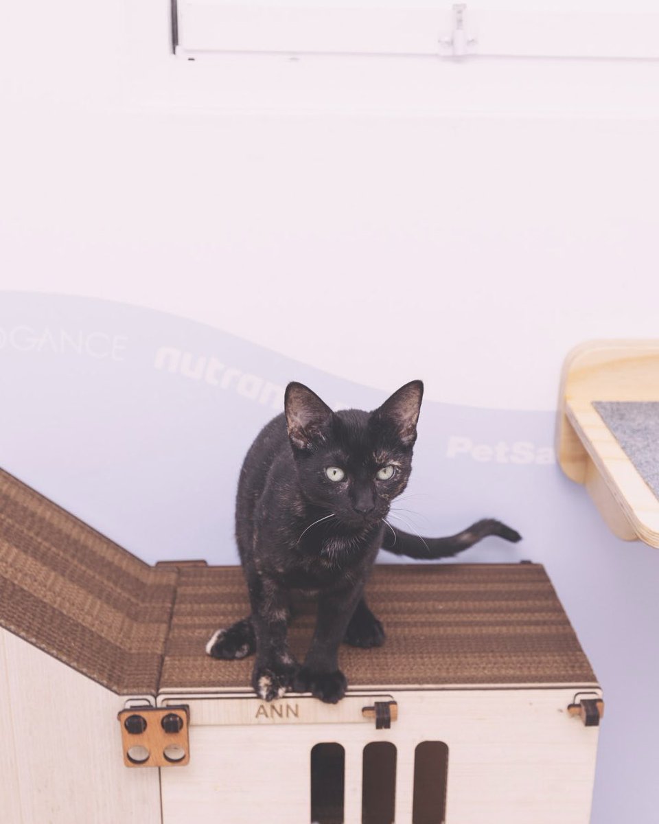 Adoptamiu tweet media