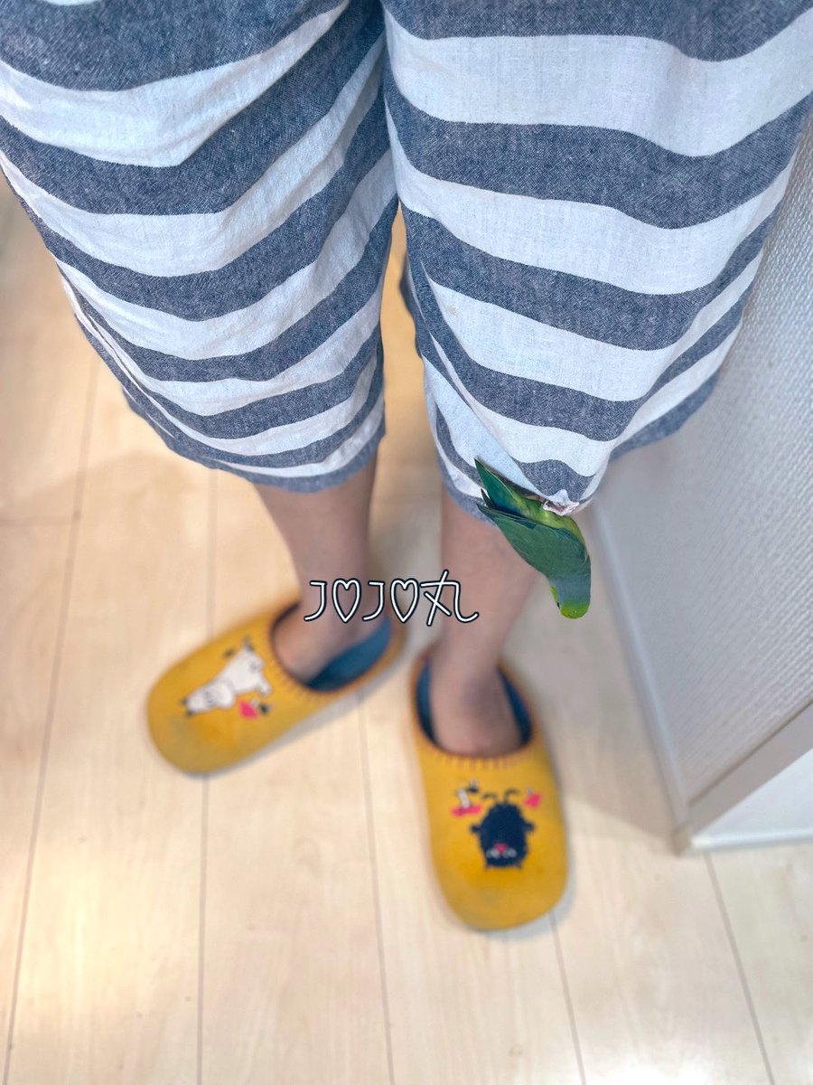 ジョジョ丸 tweet media