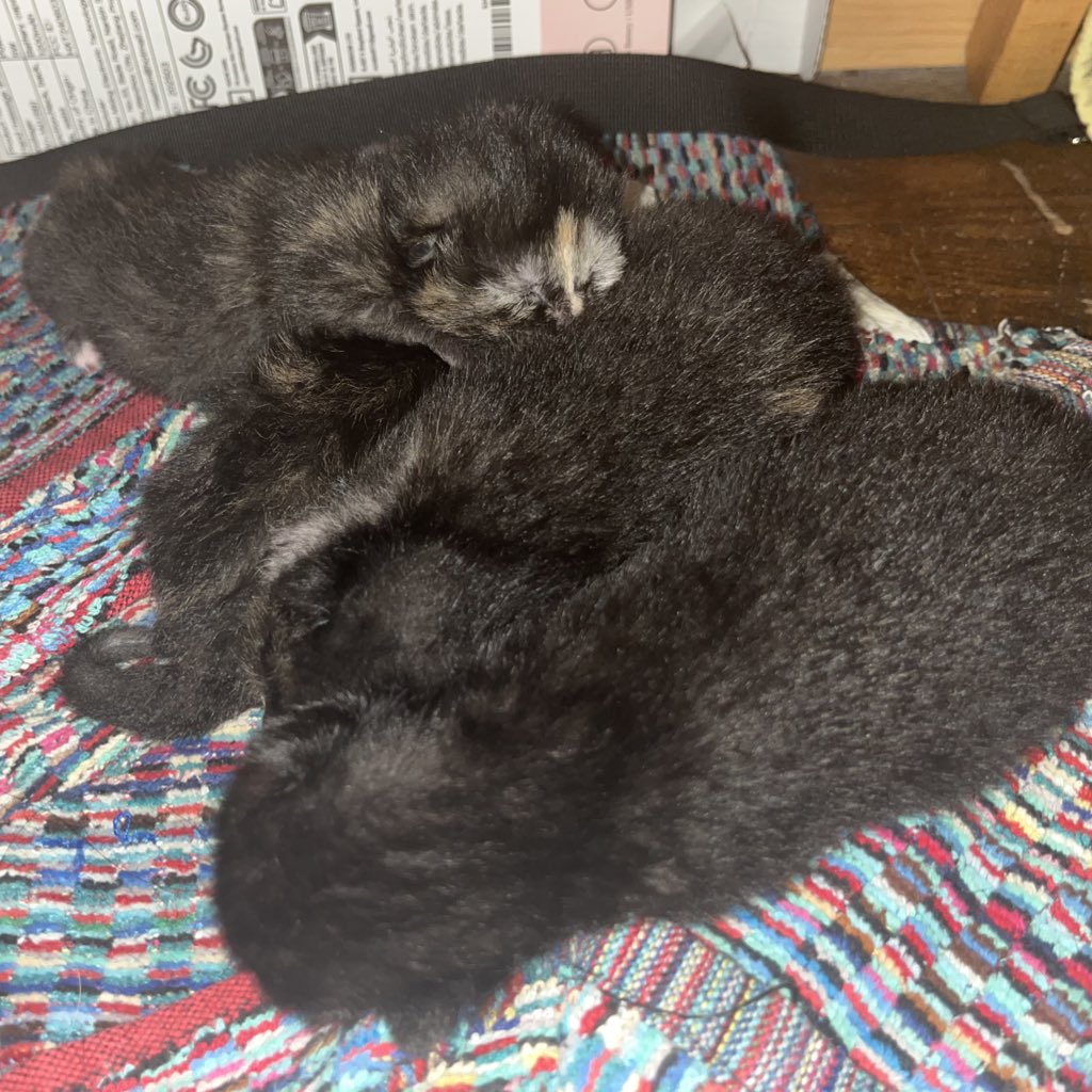 SUBSPACE T.MINE ❤️ BLACKROCK’S BEST tweet media