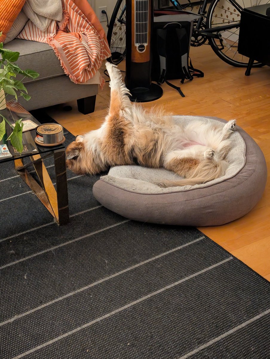 Mayo めいよ tweet media