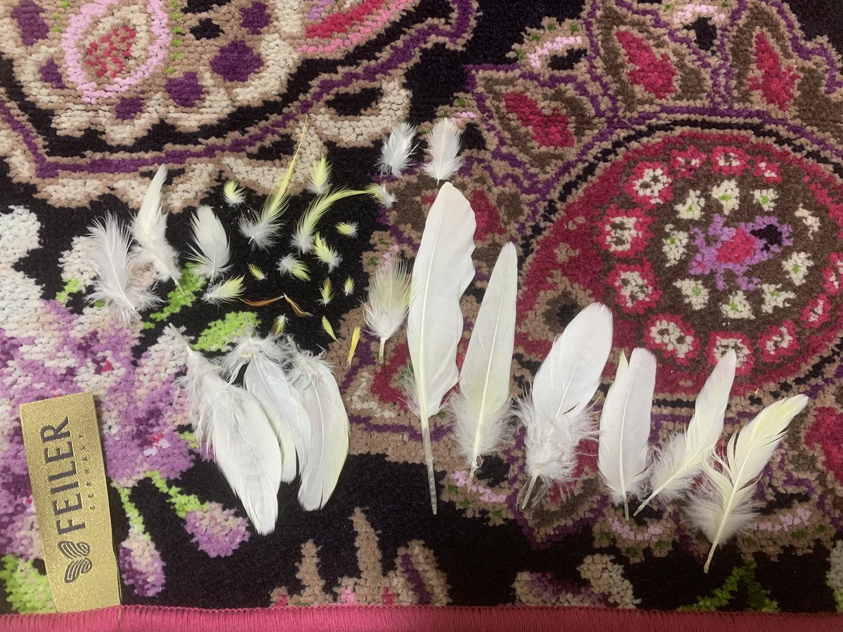 月下♛.*⋆°🌹 tweet media