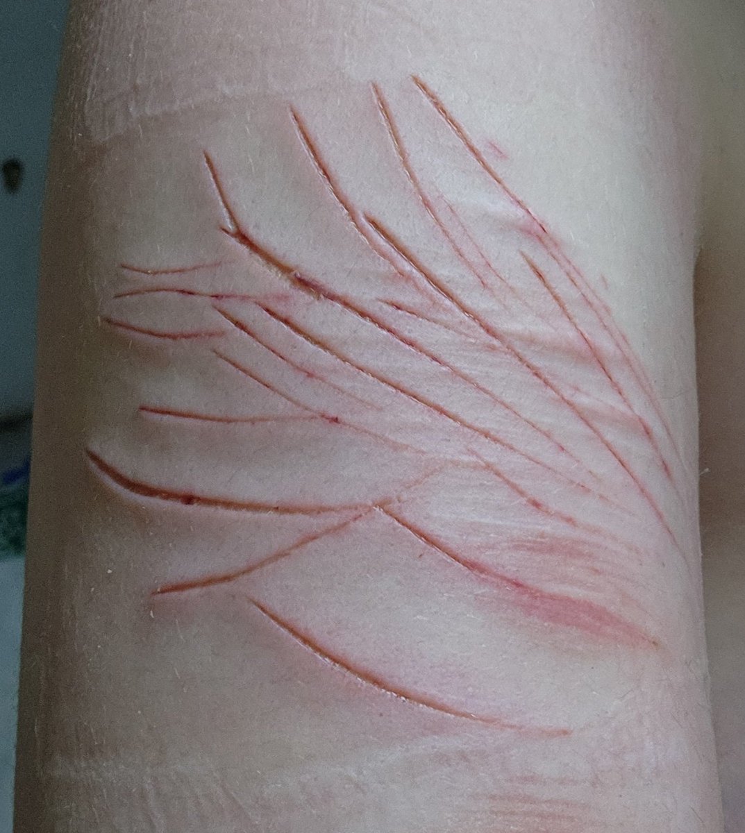 starscream of shtwt tweet media