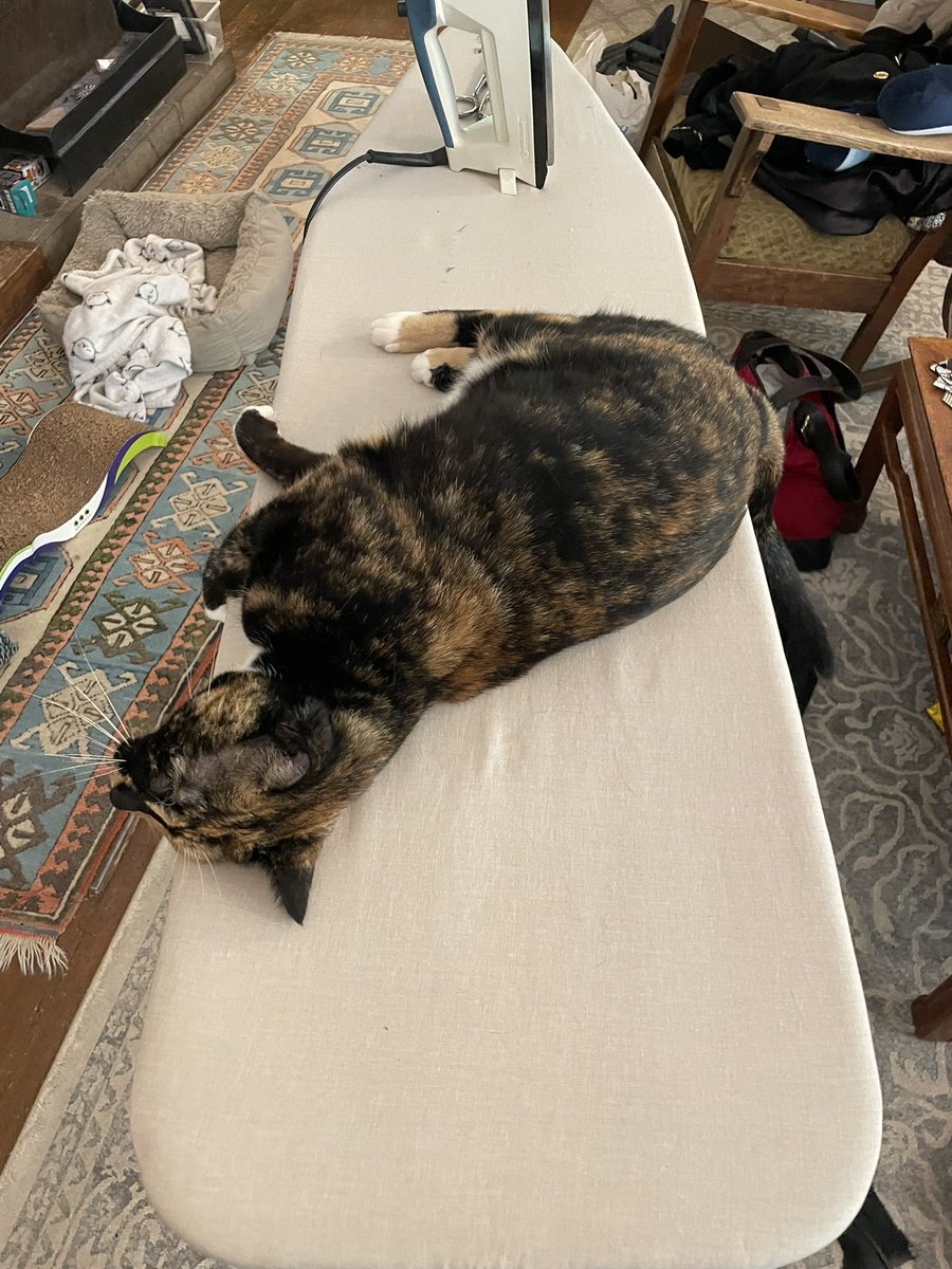 anna !!! :)) 🇵🇸🌸✨🌸🇵🇸 tweet media