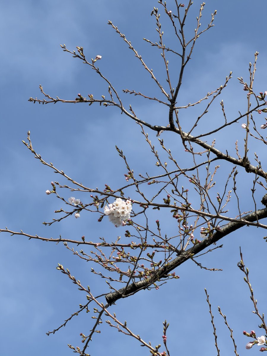 インサレイションテクノロジー tweet media