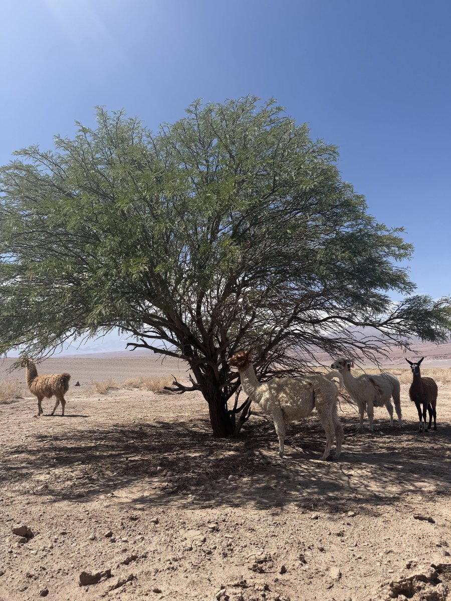 MOAC💰🏃🏻♂️💨🏁 tweet media