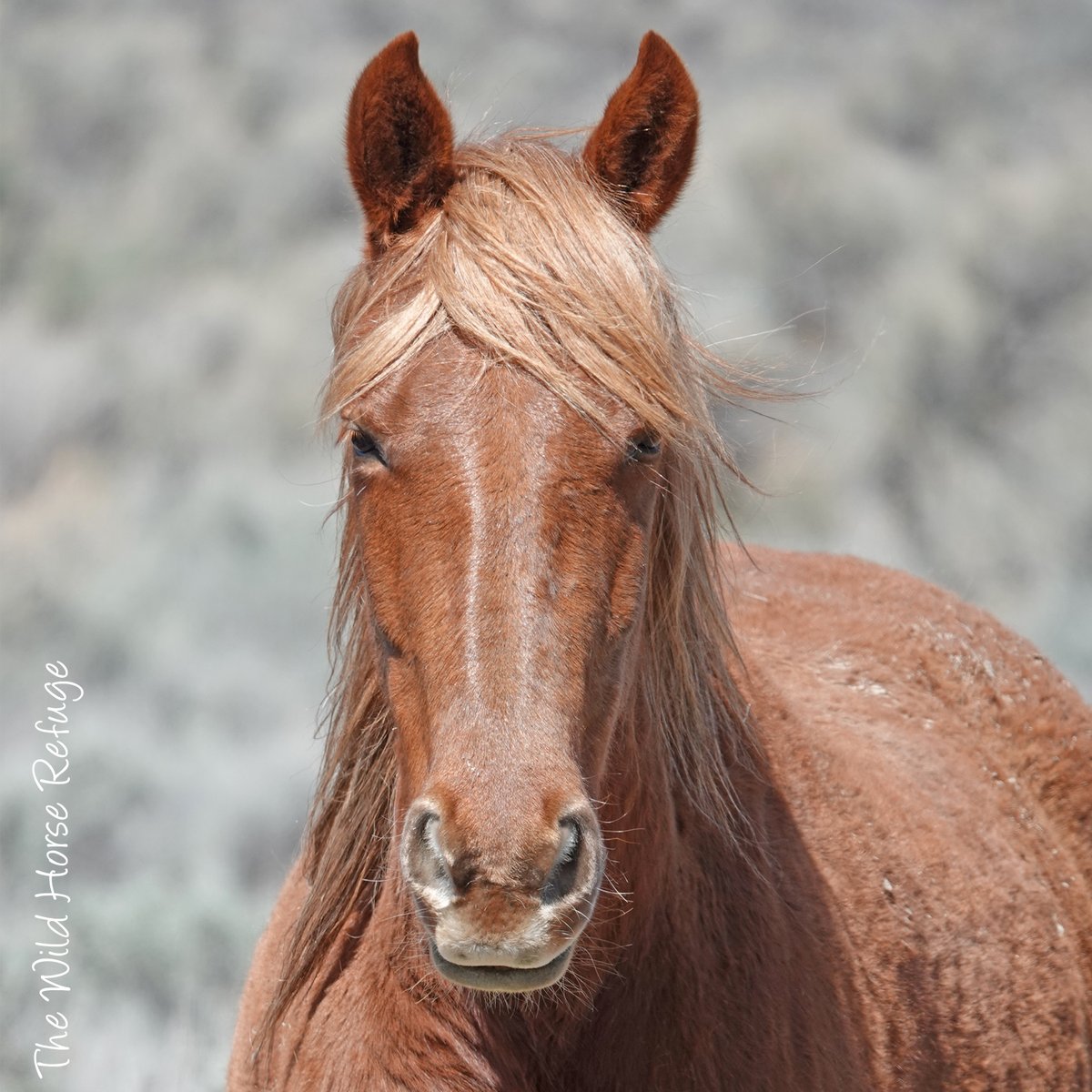 The Wild Animal Sanctuary tweet media