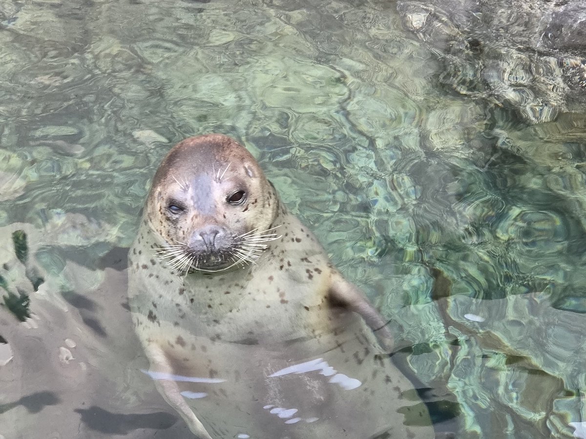 ピアニカ tweet media