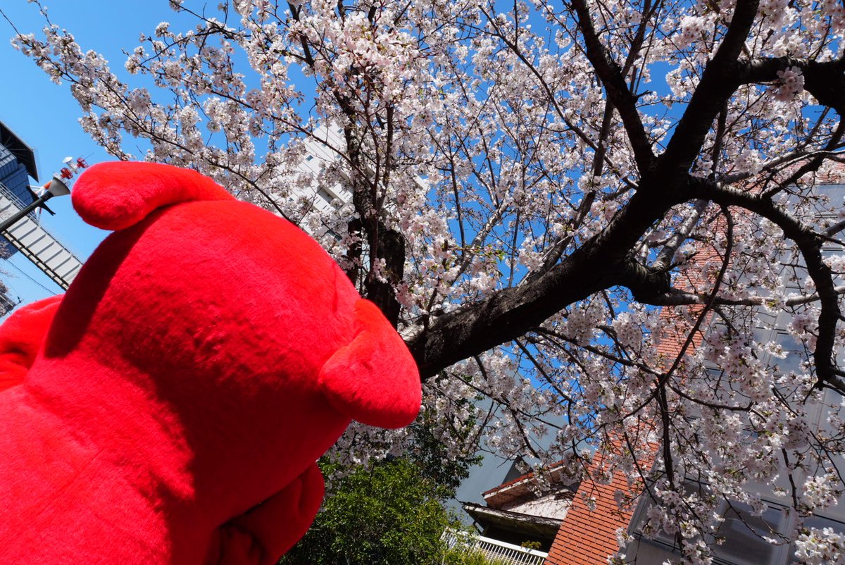 チーバくん tweet media