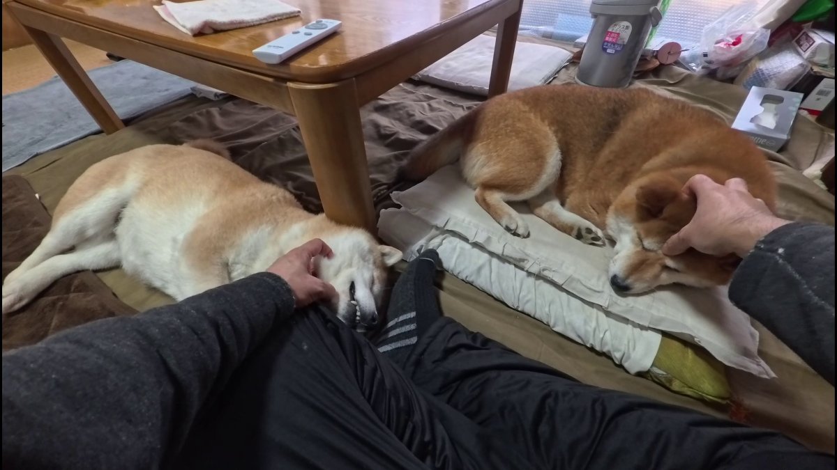 GMJpaCSCbuIDYDw's tweet image. 休憩の合間に様子を見に行っただけなのに
延々とつきあわされる無限マッサージ編
#dog #shiba #犬 #柴犬 #丸柴 #犬のいる生活 #柴犬がいる暮らし
くわしくはコチラから
youtu.be/7nDioq2qbKU @YouTube