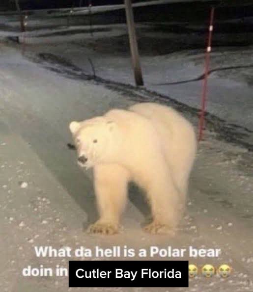 Yamatucci tweet media