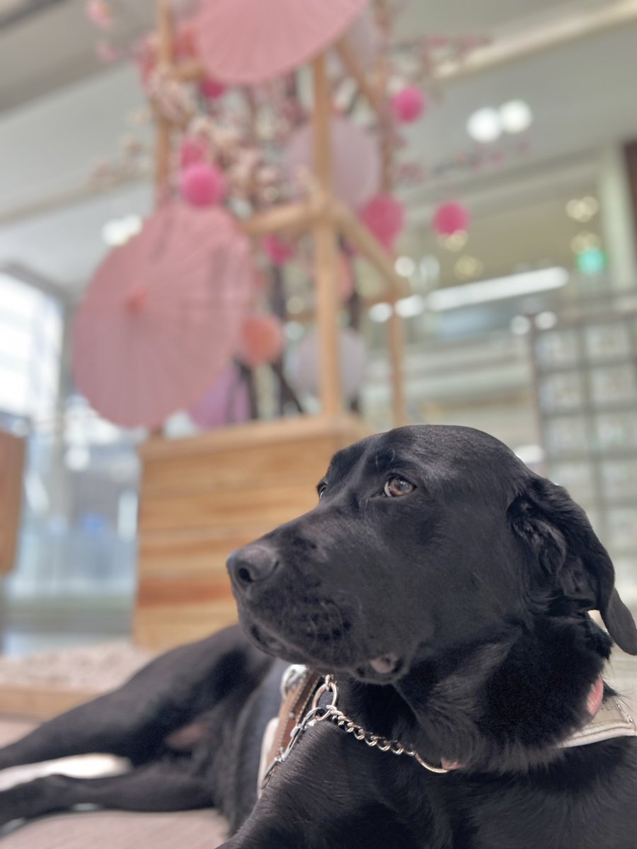 日本ライトハウス　盲導犬訓練所 tweet media