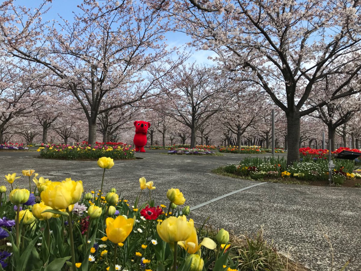 チーバくん tweet media