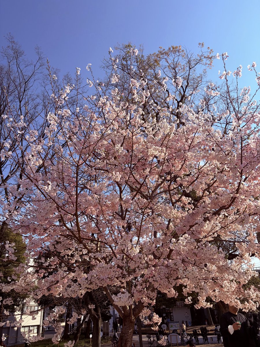 墨田区役所 tweet media