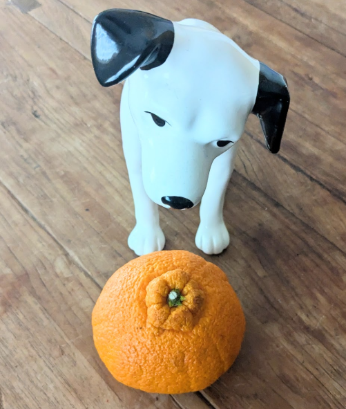 Victor(Japan) tweet media