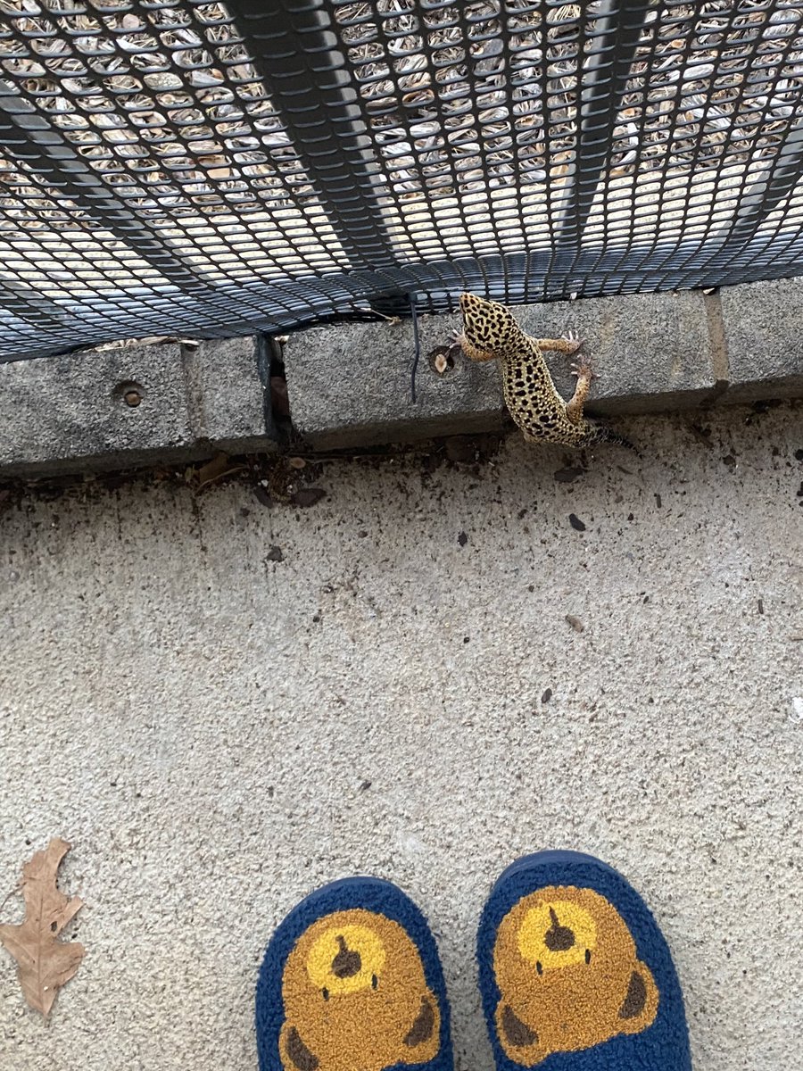 kat-astrophe! tweet media