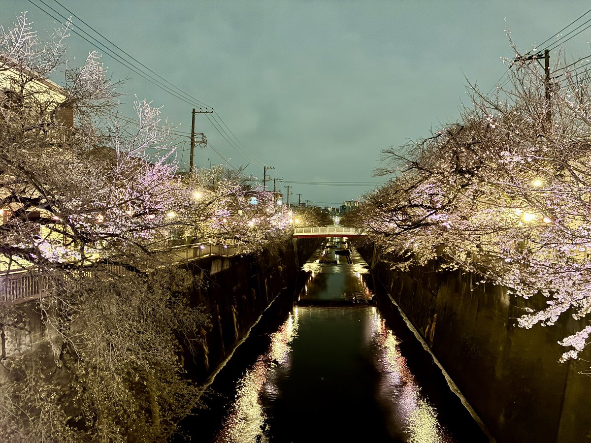 r_i_sa's tweet photo. 夜桜が今年もキレイでした🌸 https://t.co/9GMIA6qnSA
