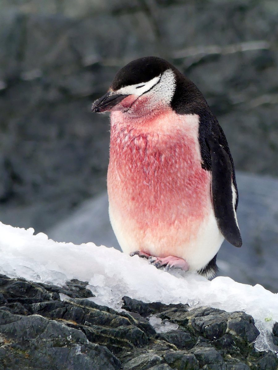 Nicholas Coghlan tweet media