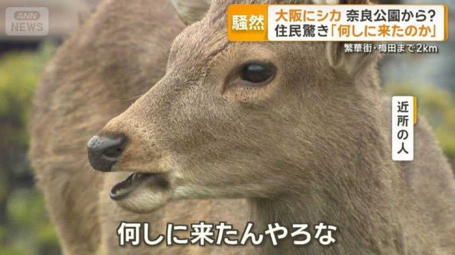 せん tweet media