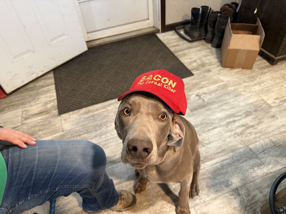 Auction Time Dallas tweet media