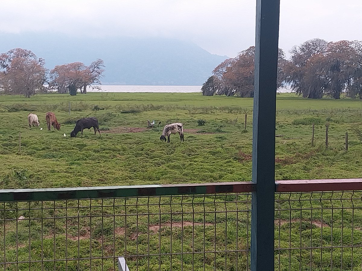 Helio Scanor tweet media