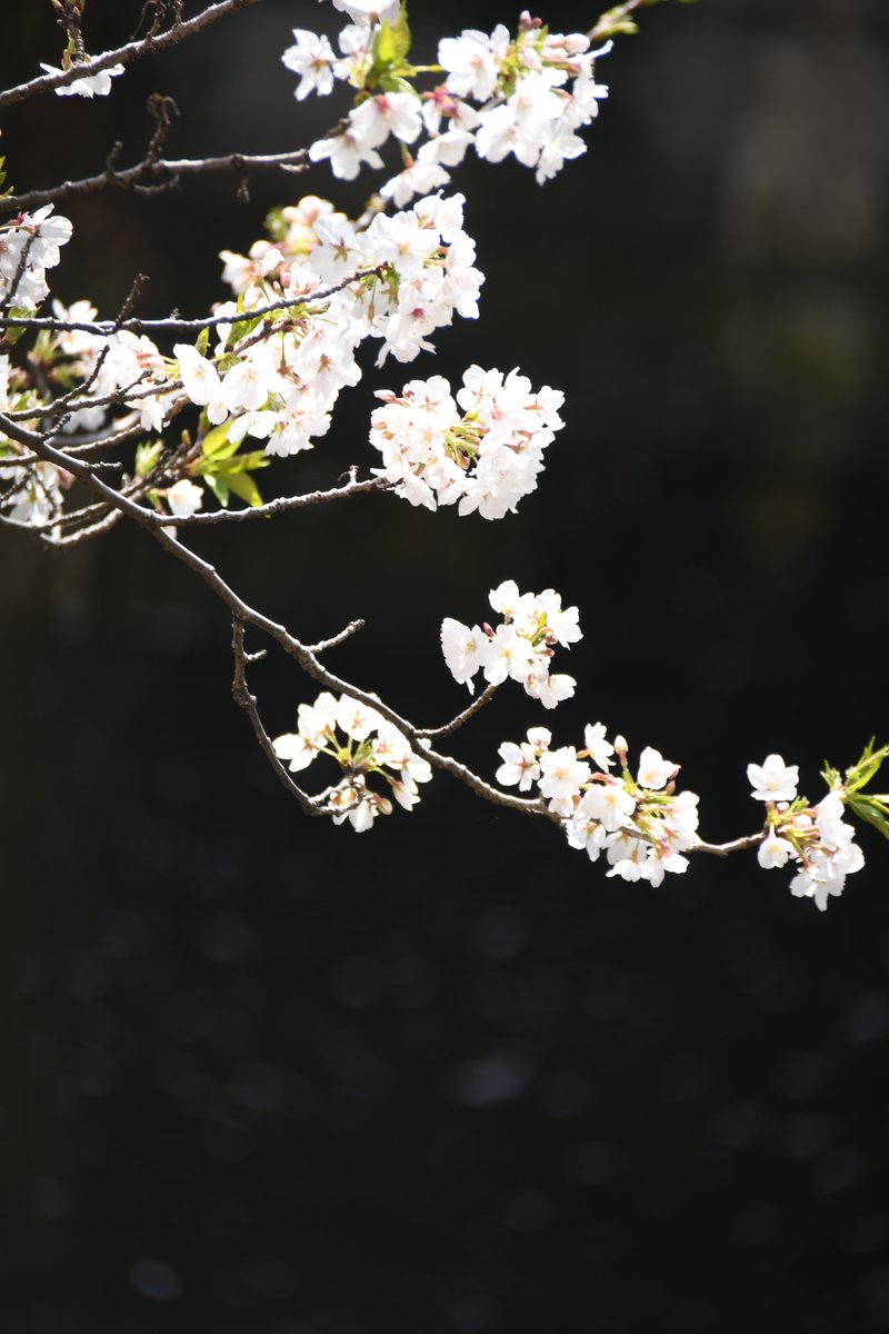 🐈‍⬛🐾猫の手🍨🎀 tweet media