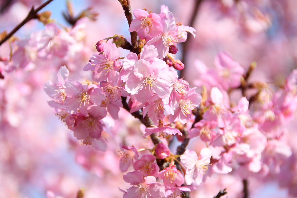 🐈‍⬛🐾猫の手🍨🎀 tweet media