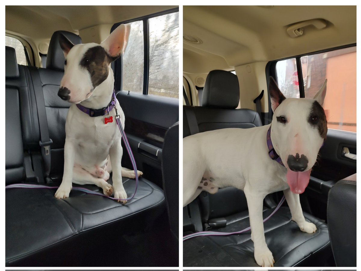 Spike The Rescue Pup & Rex The TV Terrier ®🌈🐾 tweet media