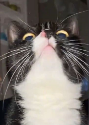 Captain Person tweet media