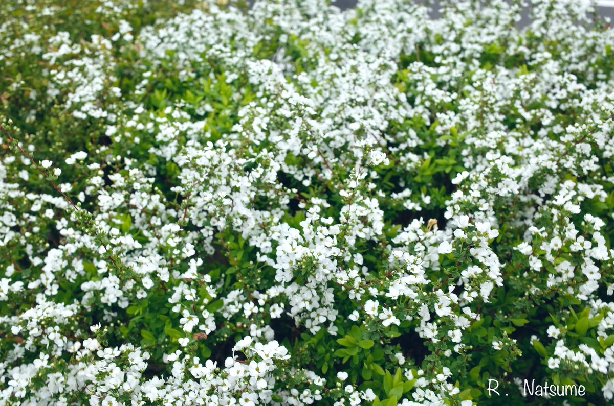 Natsume（R-camera） tweet media