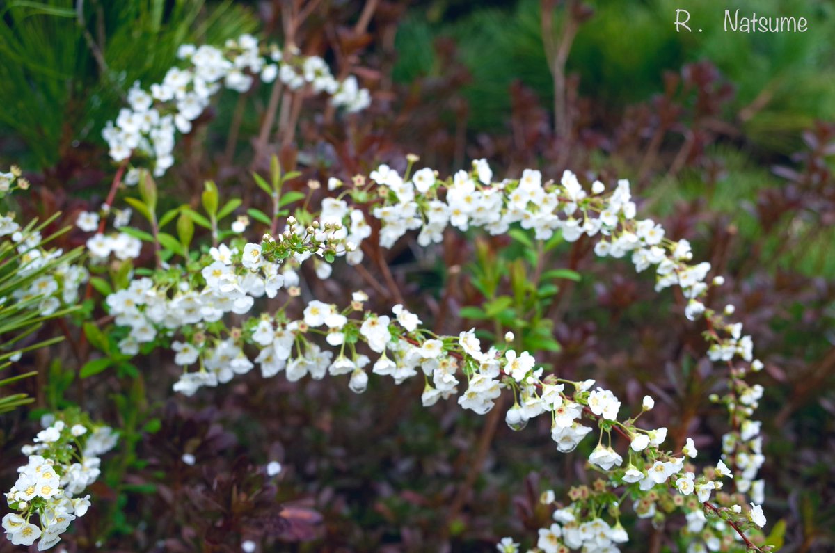 Natsume（R-camera） tweet media