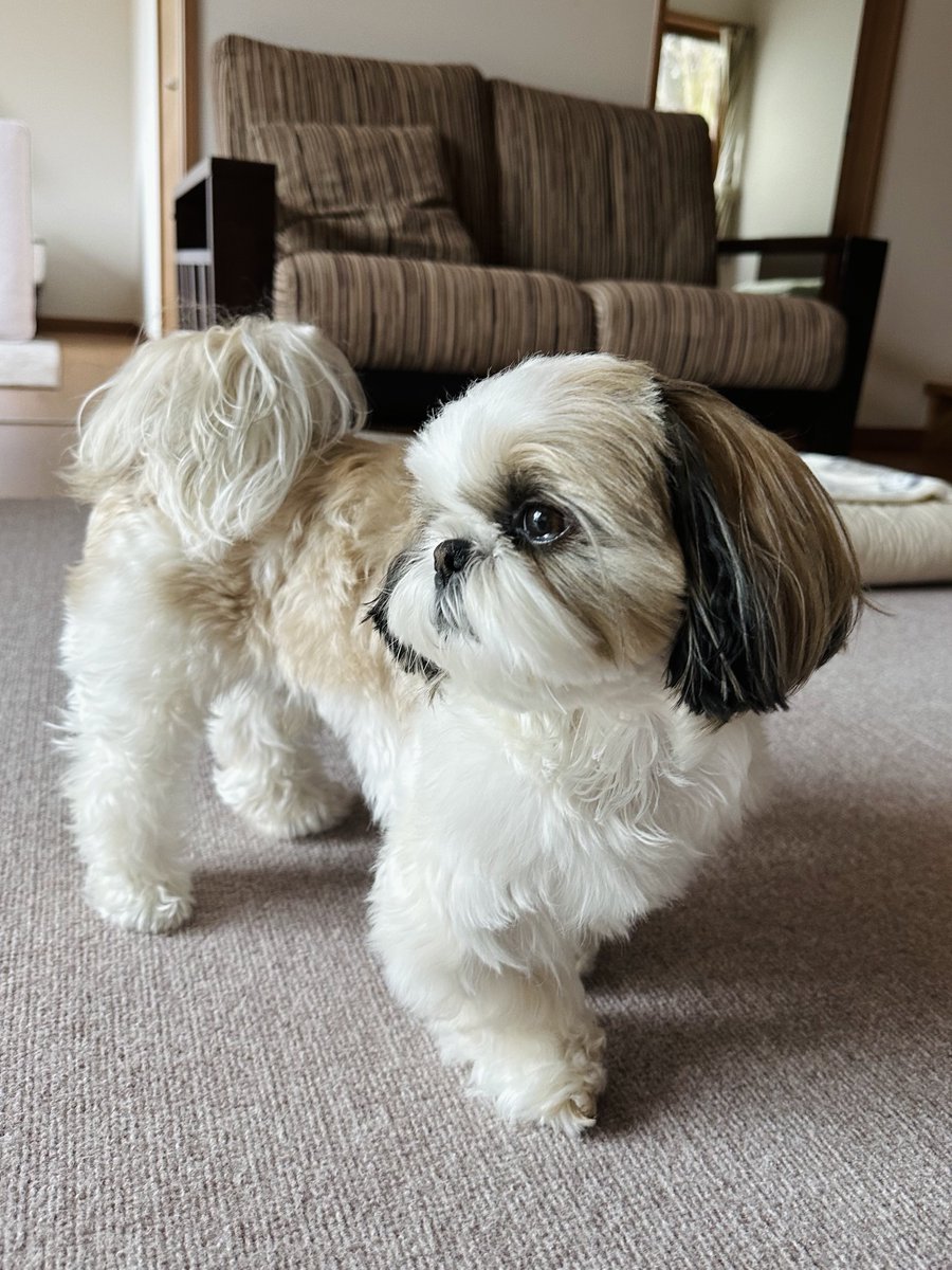 シーズー🐶華ちゃん🌺 tweet media
