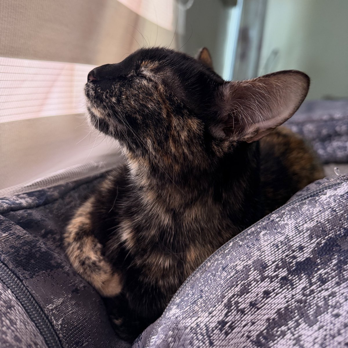 ally kang tweet media