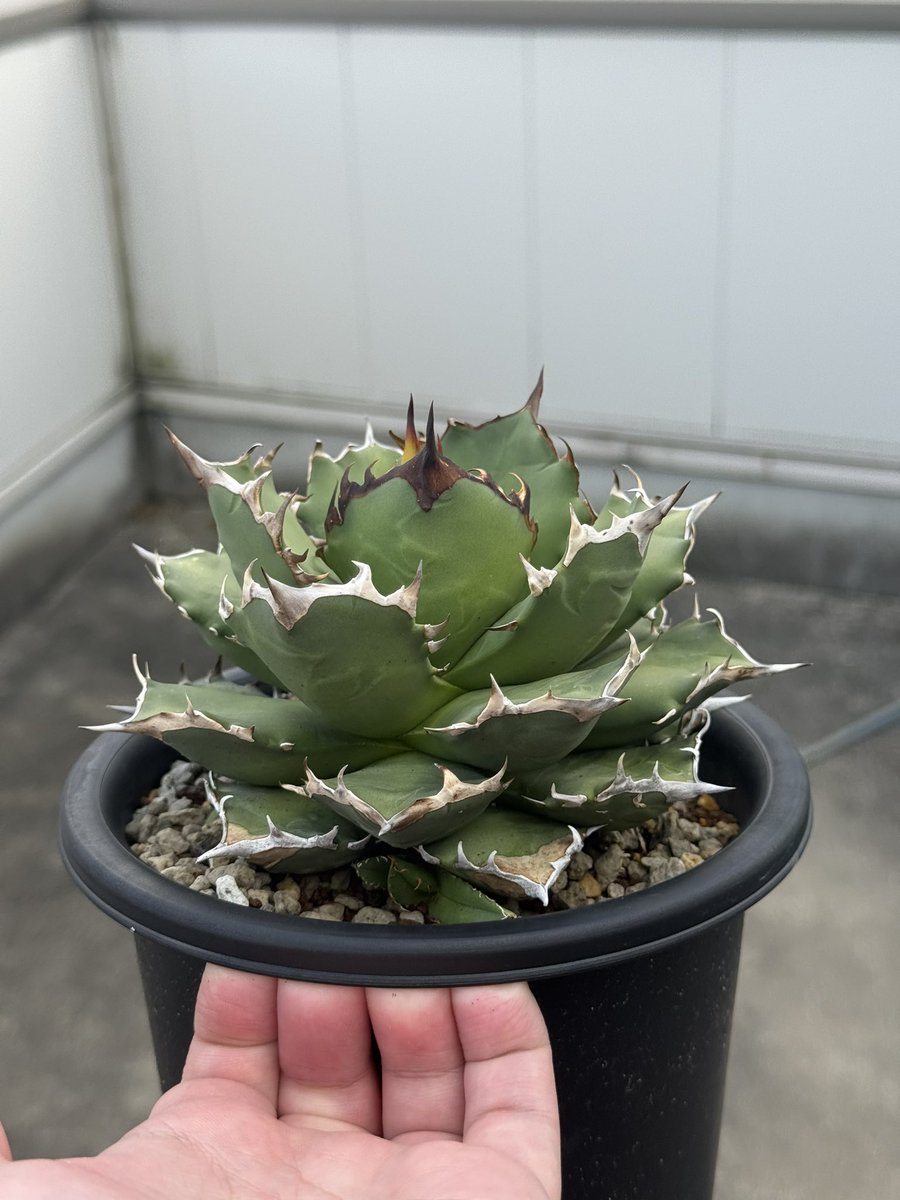 kent@ヤキニクタベタイ tweet media