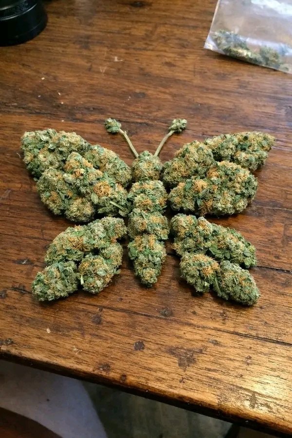 🇨🇦 🏴‍☠️ Bubba O’riley 🏴‍☠️ 🇨🇦 tweet media