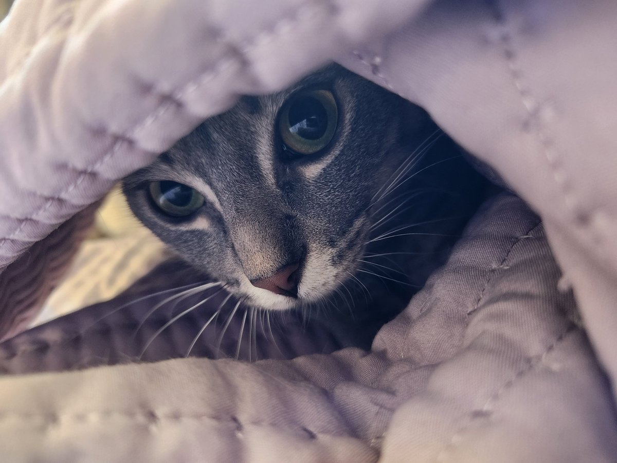 lentil & bowser 🩶 walter & bonkers 🌈 tweet media