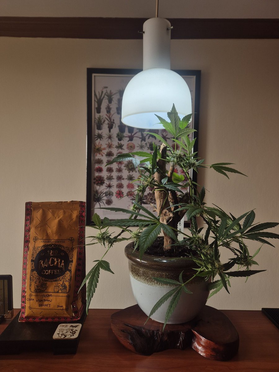 smallnycer's tweet photo. 家の大麻盆栽は開花期に入りました https://t.co/1tIJYTgW0T