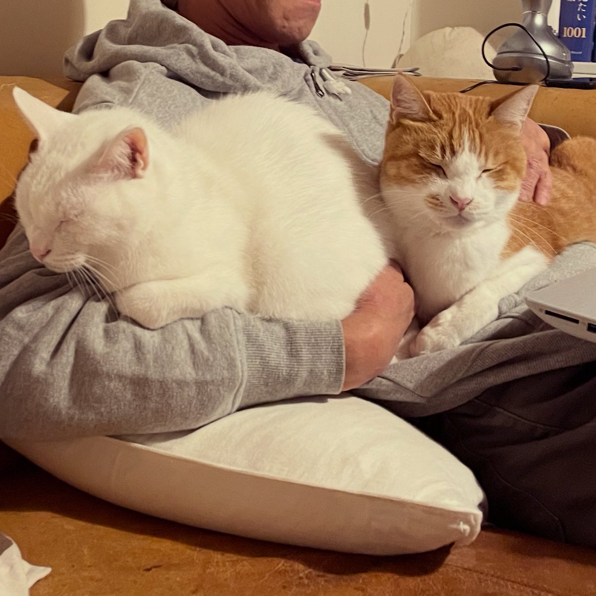 牟田都子 『贈り物の本』発売中 tweet media