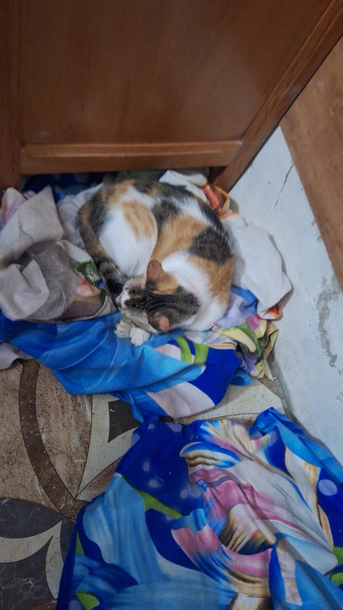 Stephie Bogado Tervit #80547 tweet media