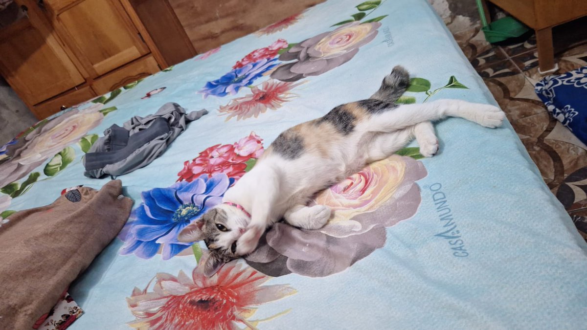 Stephie Bogado Tervit #80547 tweet media