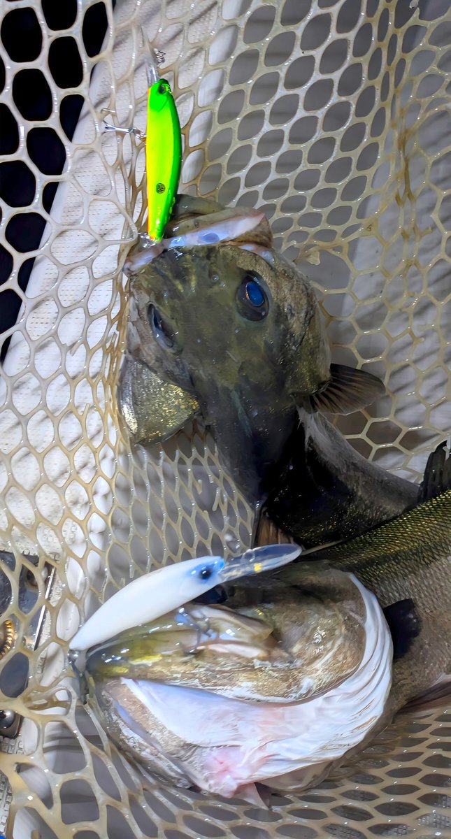 星 直希-Hoshi Naoki-🐟️ tweet media